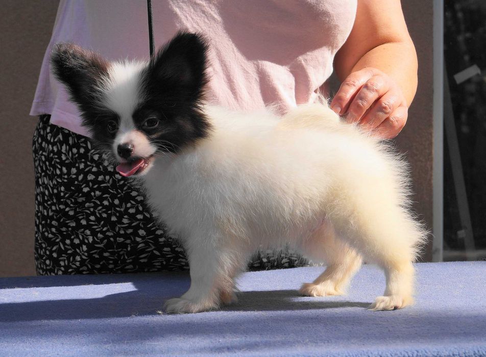 папийон мальчик белокорпусный