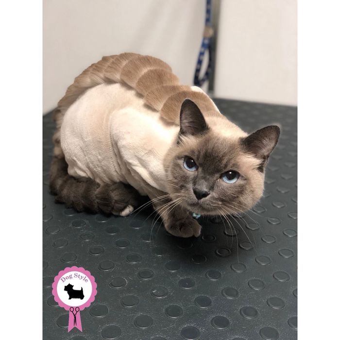 Dog Style / грумінг-салон/ грумер / стрижка собак та котів