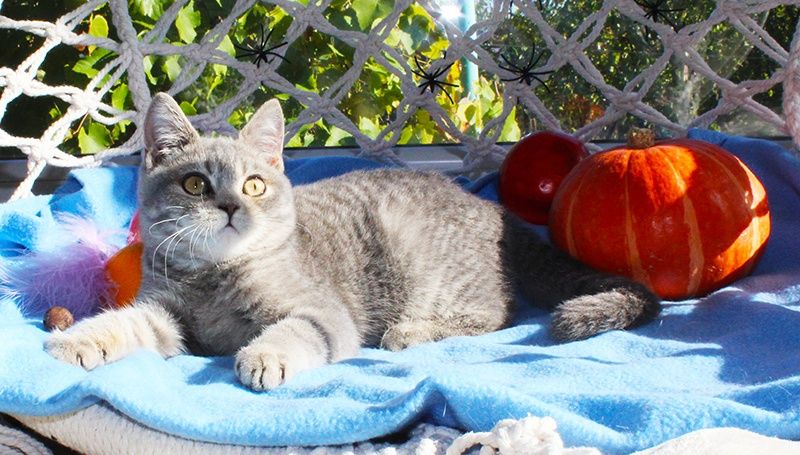 Британський хлопчик