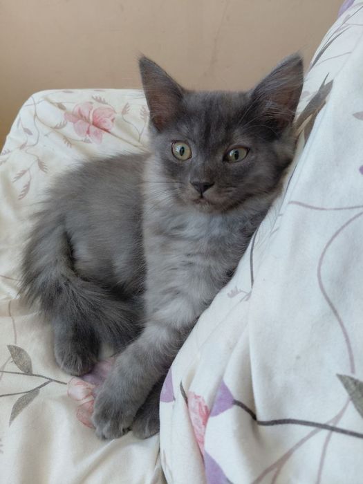 Сибирский котенок
