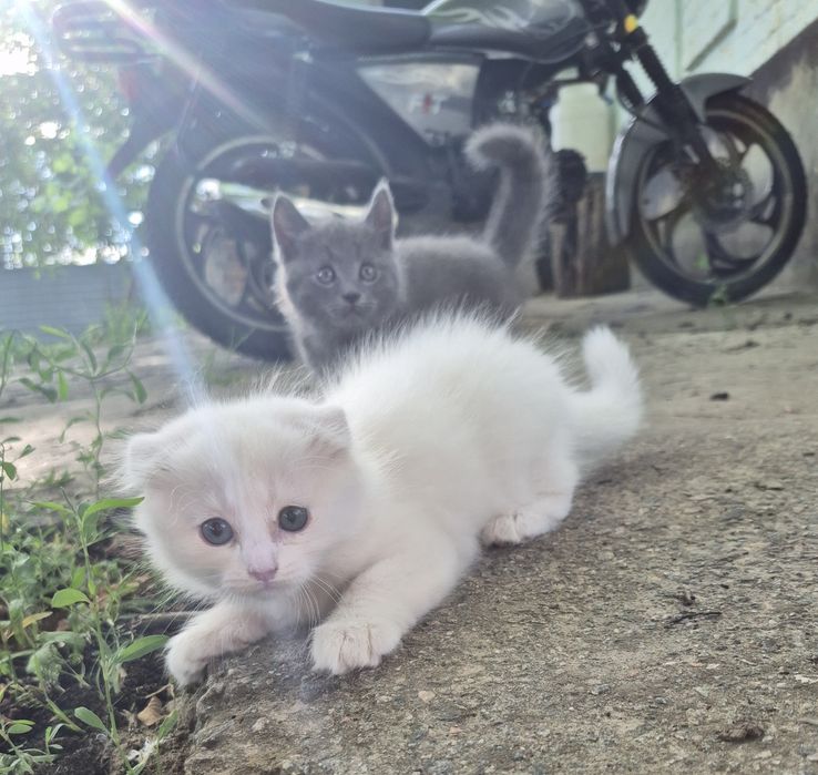 Неймовірно гарні кошенята.