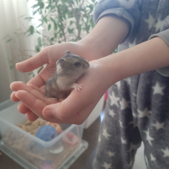 Хом'яки джунгарики!!!