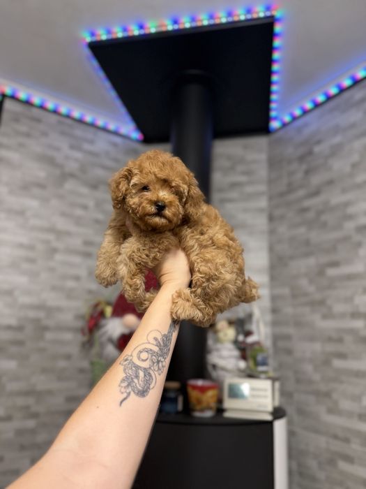 Мальтіпу хлопчик і дівчинка