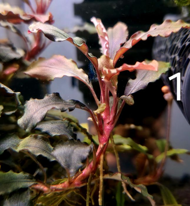 Bucephalandra Brownie / Alamanda
