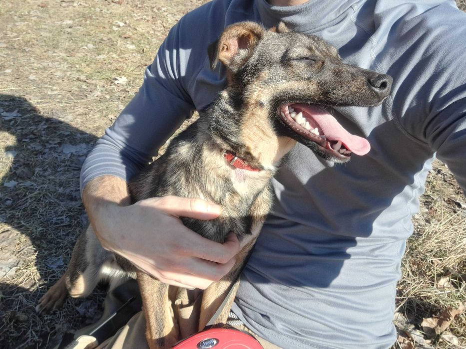 Inka, suczka do adopcji