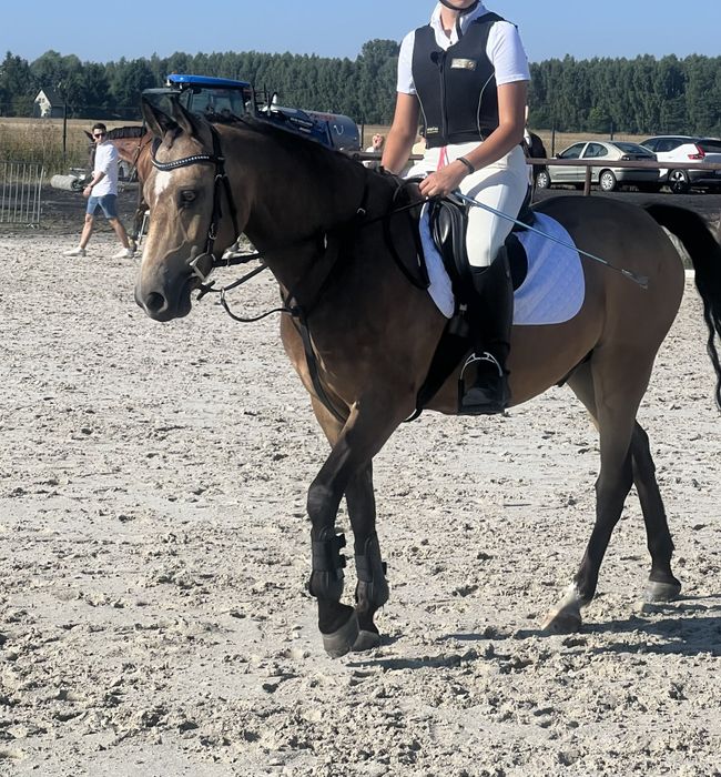 8-letni ŁAGODNY KUC DO SPORTU - kuc walijski