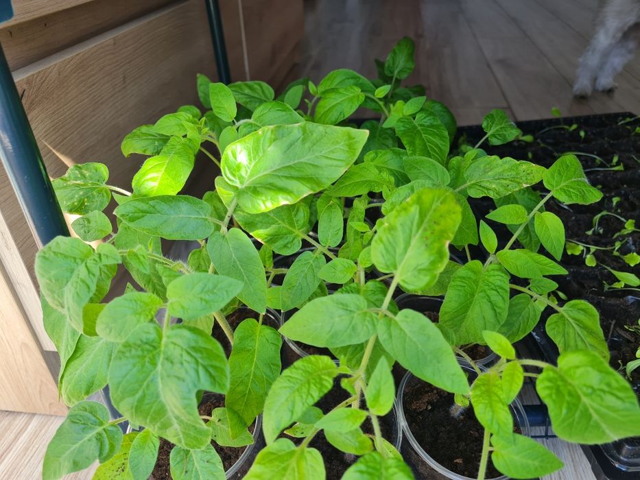 Sadzonki ekologiczne pomidor malinowy cukinia papryka ogorek