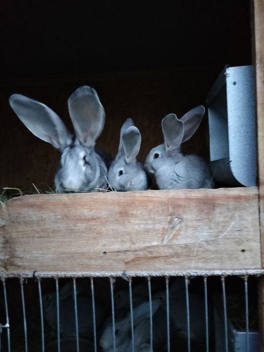 Olbrzym belgijski+łódzki samica