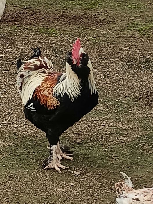 Galinhas Faverolles - ovos