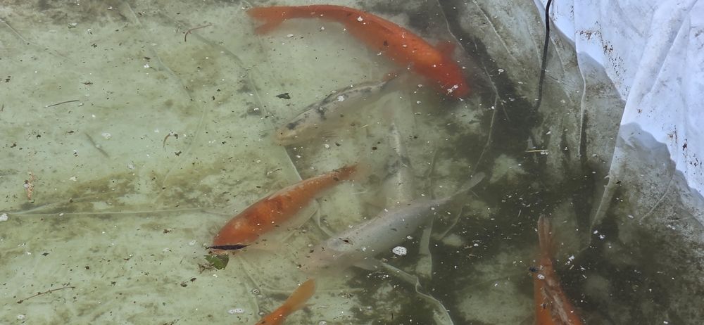 Karpie koi duze tarlaki od 2kg do 5kg