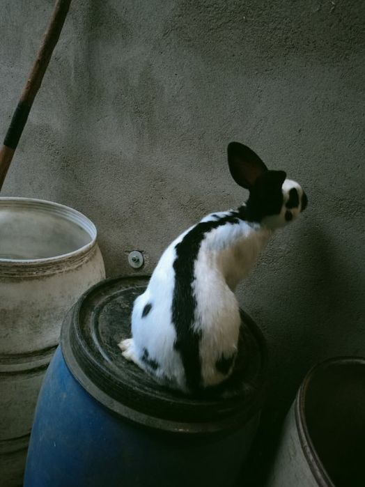 Sprzedam samce srokacze