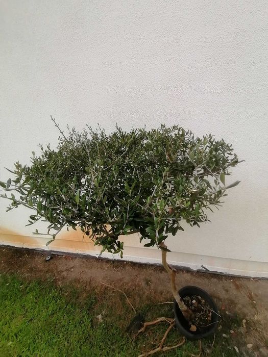 Zambujeiro planta juvenil