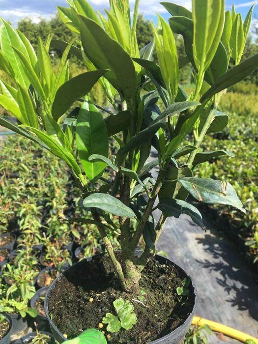 Laurowisnia novita rotundifolia caucasica w donicy rabat