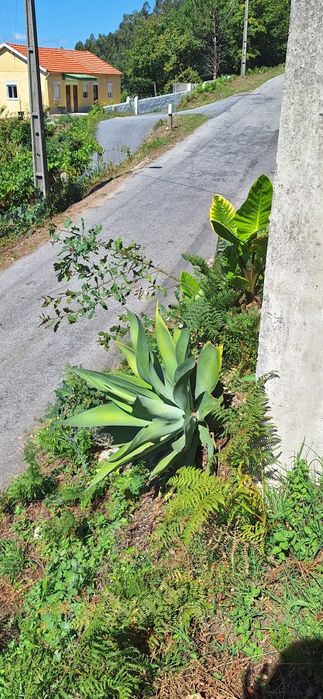 Vende-se cactos!