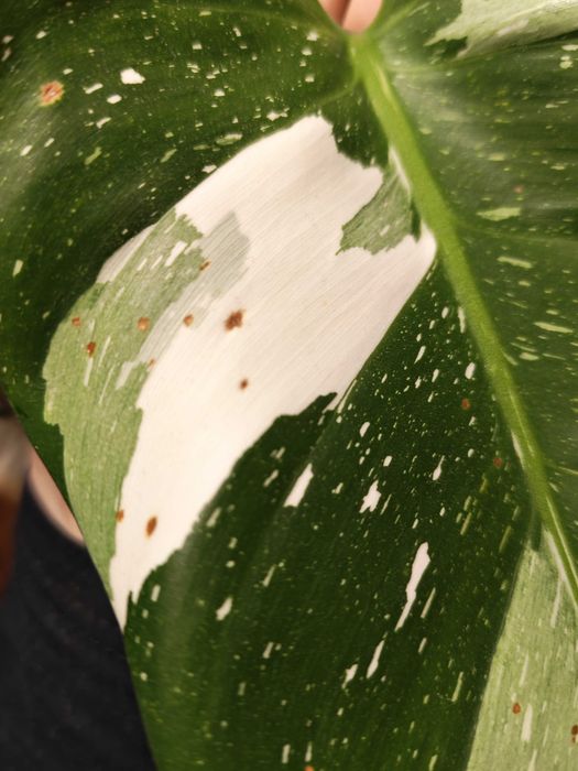 Filodendron White princess