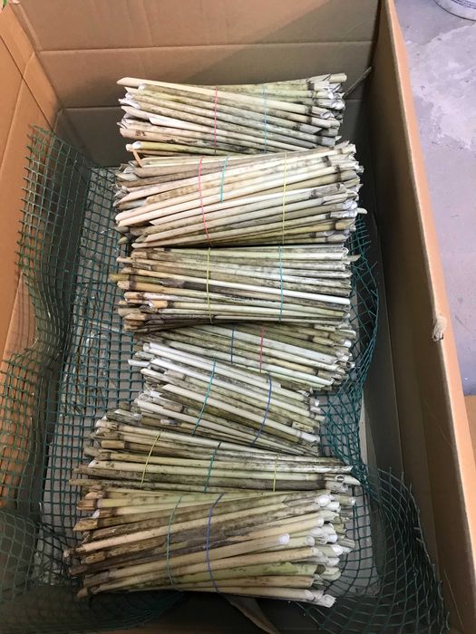 Rurki trzcinowe dla murarki ogrodowej 25-30cm - 300szt