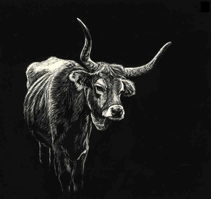 Desenho scratchboard de vaca cachena tradições Soajo Norte Portugal