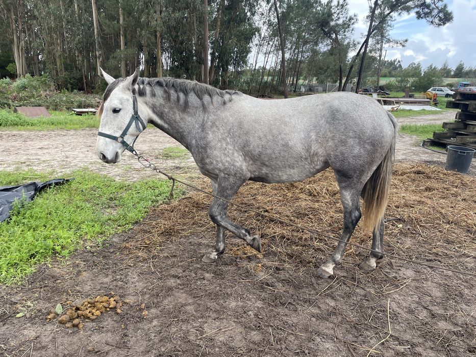 Vendo egua com 5 anos muito bem montada com livro verde
