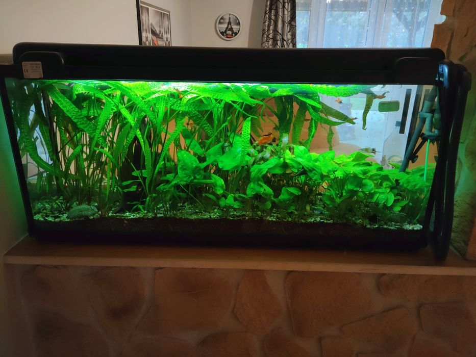 Cryptocoryne zielona i roślinki