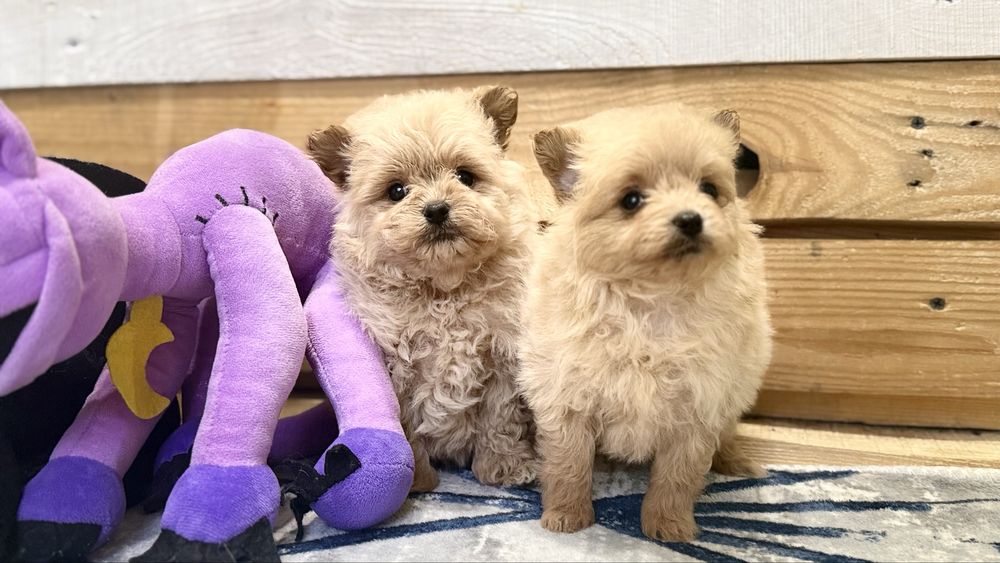 Малюки щенята пома пу