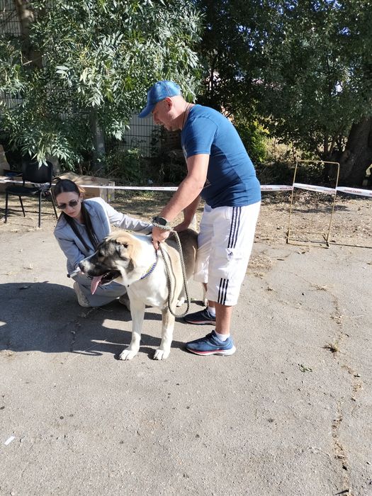 Кобель алабай САО, мальчик ищет девочку