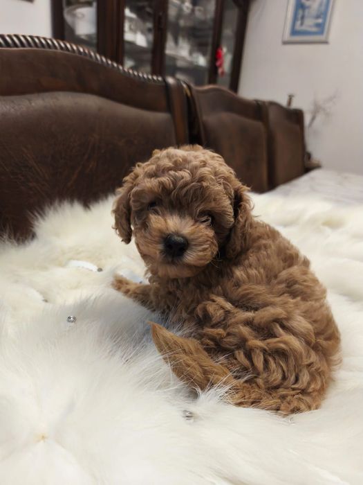 Той пудель КСУ мальчик