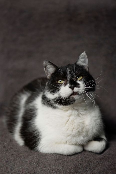 Киця для душі! 1 рік. Кішка стерилізована.