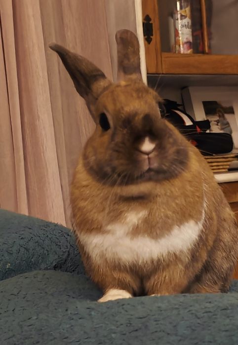 Królik miniaturka samiec 2 latka