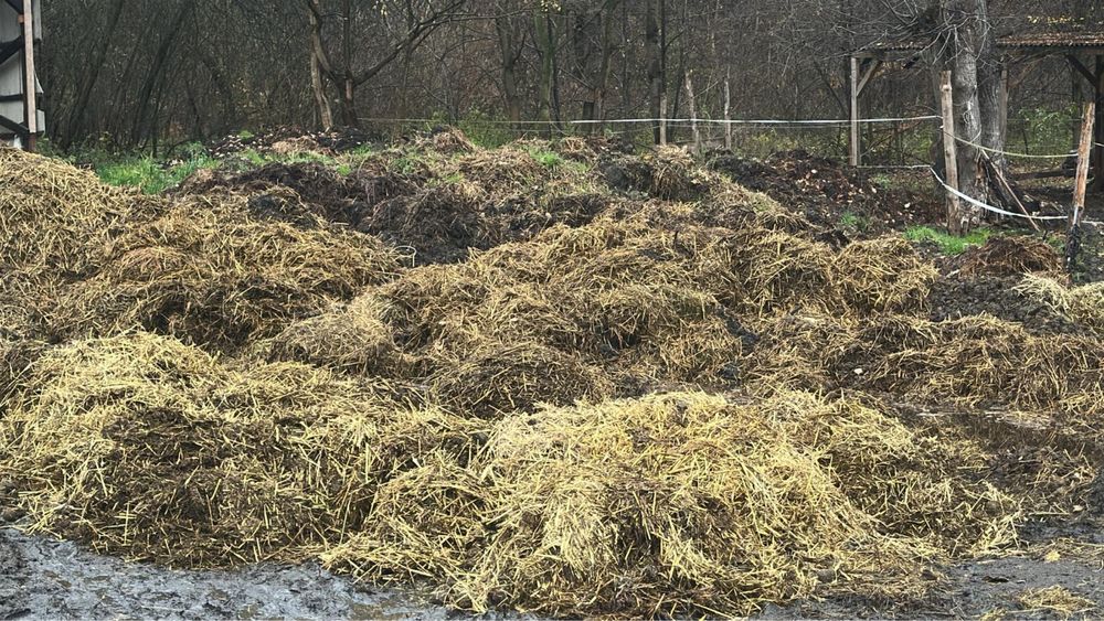 Obornik koński oddam za darmo