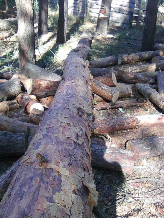 Зрізати дерево, Зрізання  дерев, кронування