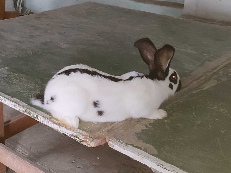 Кролики.Строкачі, фландри