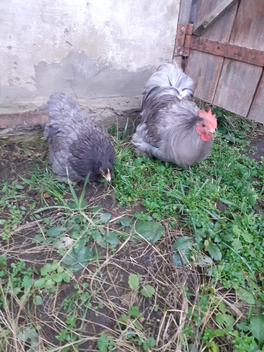 Породистые карликовые кохинхины