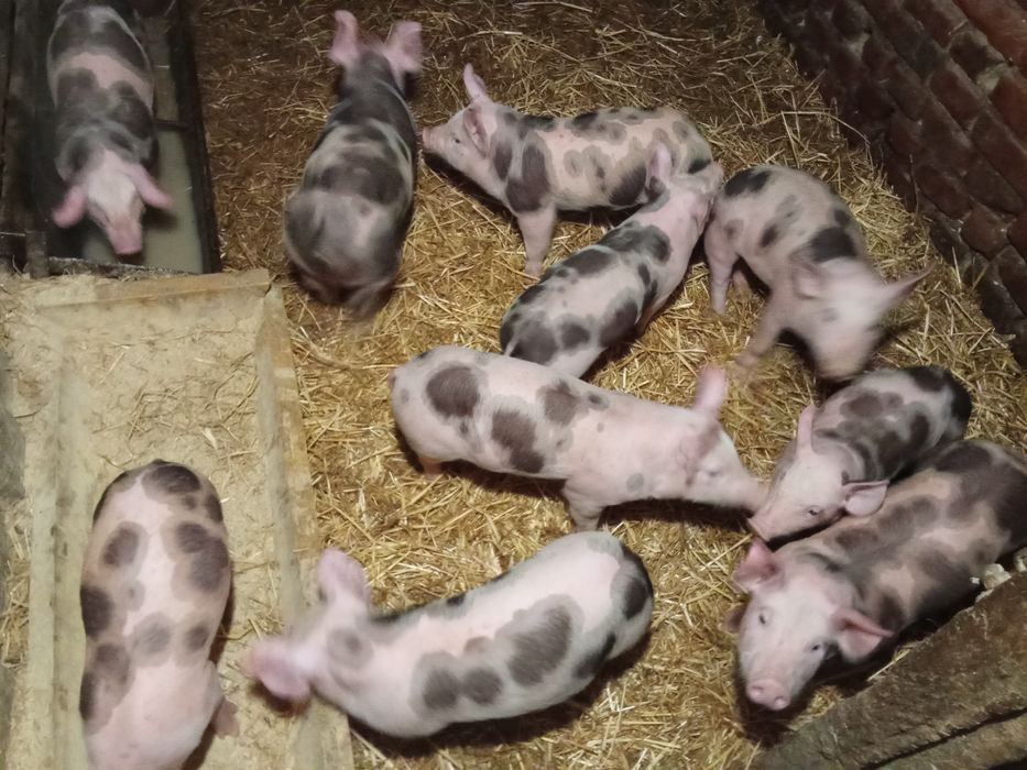 Продам поросят дюрок,