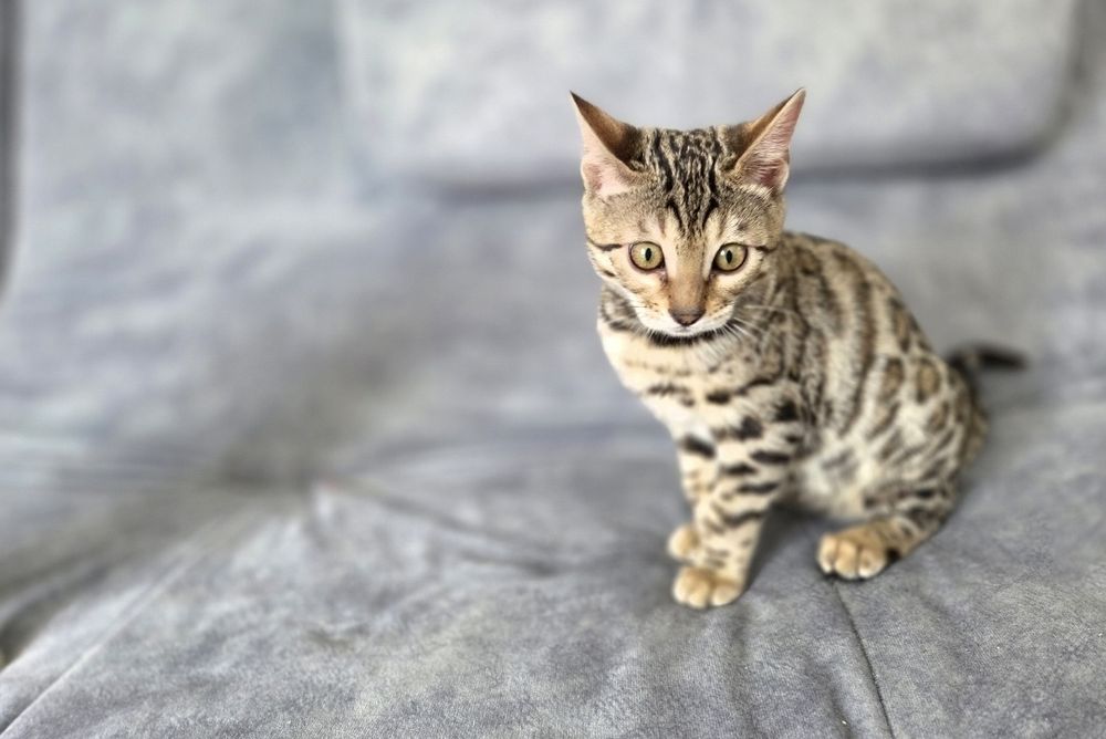 Кошенята бенгальські