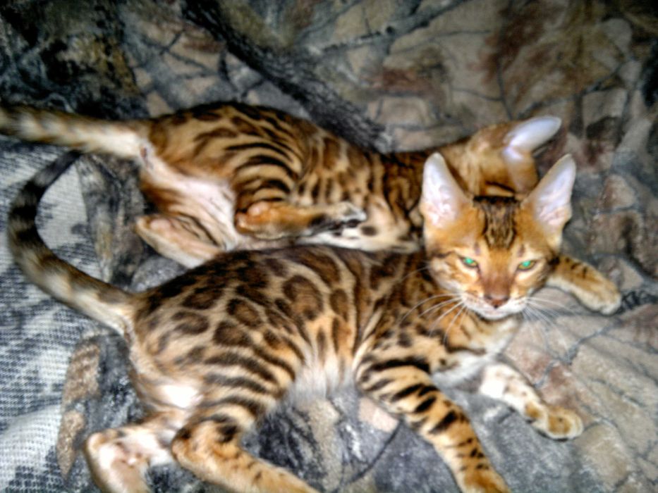 Яскраві бенгальські клубні кошенятка