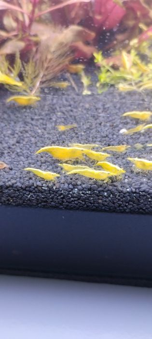 Krewetki yellow 11 szt.