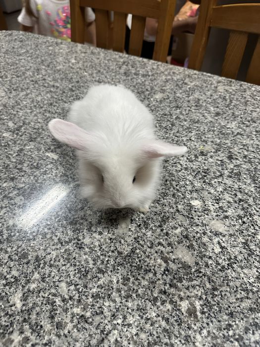 Vende se coelhos anões