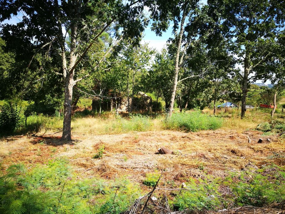 Terreno agrícola + pinhal S. Pedro France, Viseu
