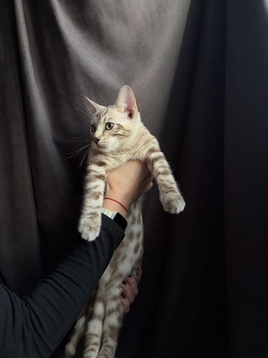 Кошенята бенгальські
