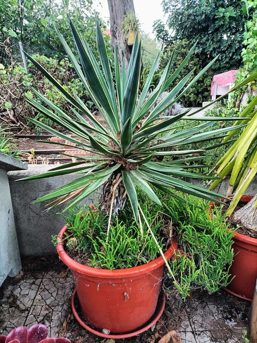 yuccas - plantas  verdadeiras