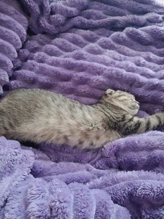 Котята шотландские вислоухие