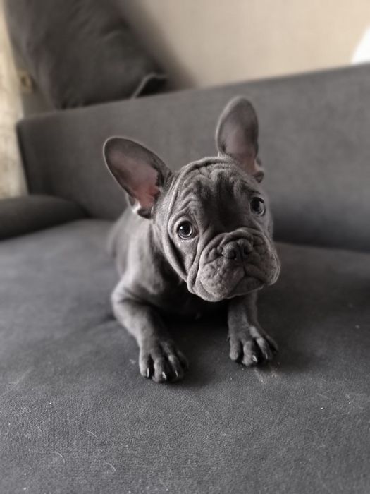 Міні французький бульдог