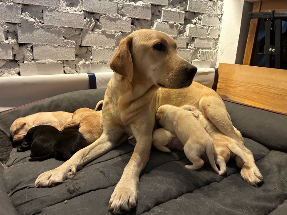 Cudne szczeniaki do oddania 19-21 grudnia