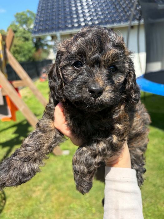 Piesek Cavapoo F1B