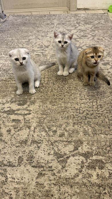 Продам котят шотландських