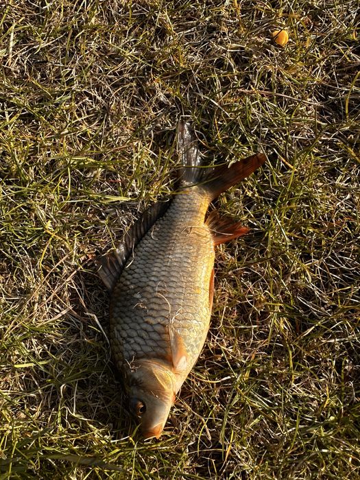 Karp zarybieniow kroczek