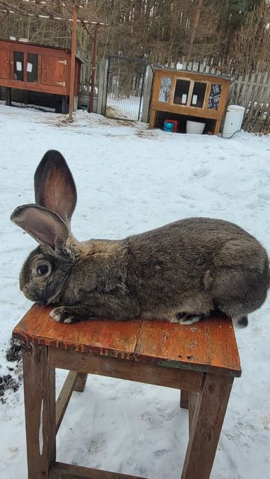 Samica Belga.Sprzedam