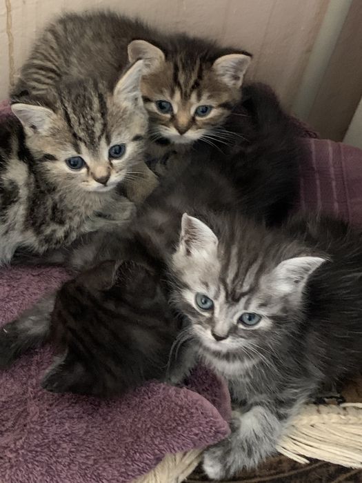 котики  породисті