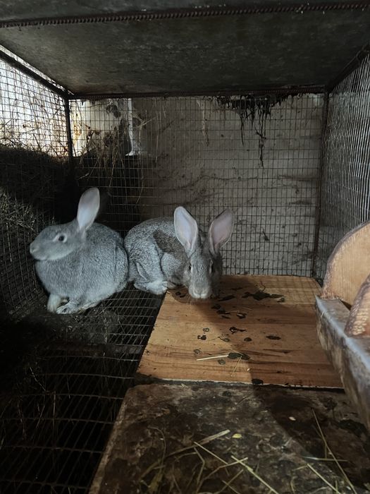Подам Кролики порода шиншила