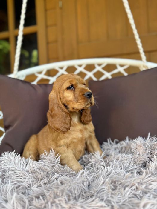 Piękny! Mocno złoty  piesek Cocker Spaniel Angielski 4-pokoleniowy rodowód, chip  i wyprawka